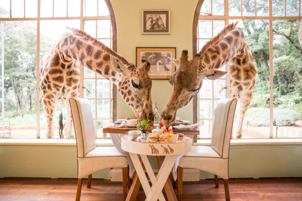 giraffemanor