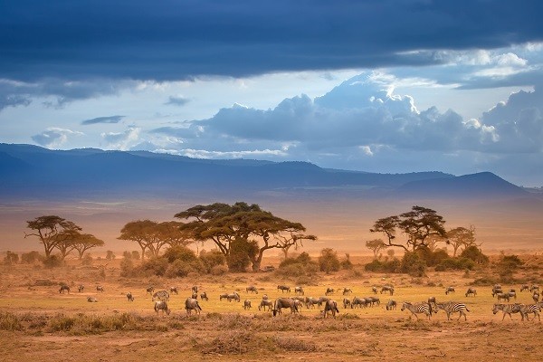 safari