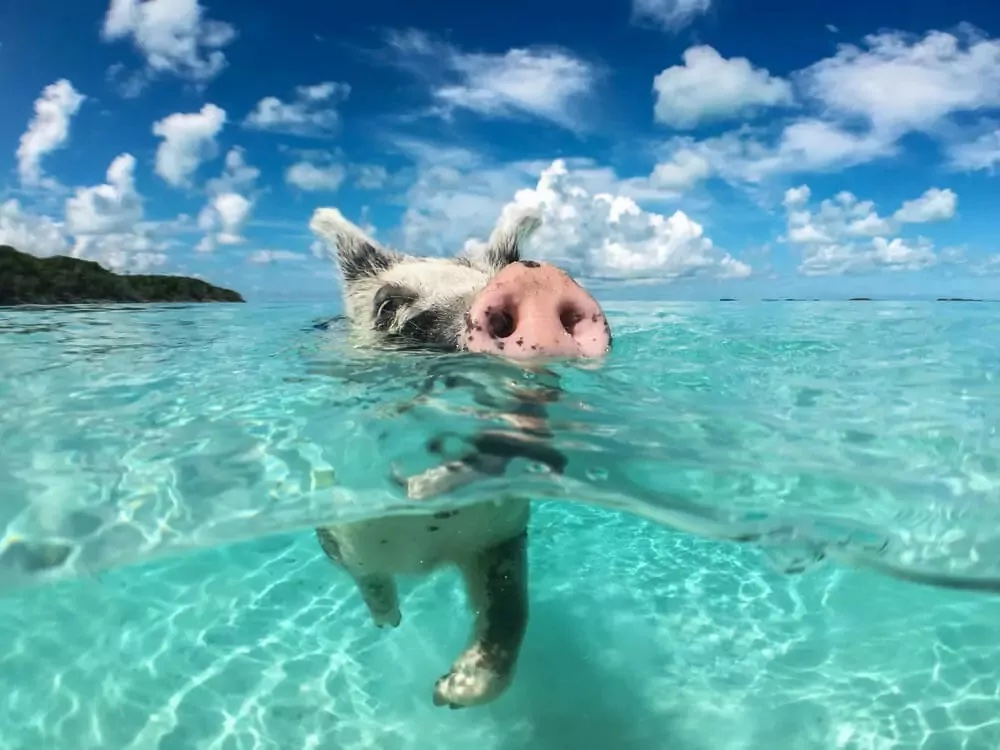 BAHAMASPIG