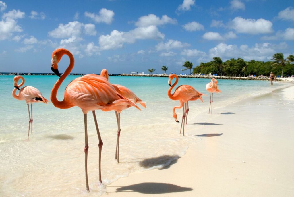 aruba
