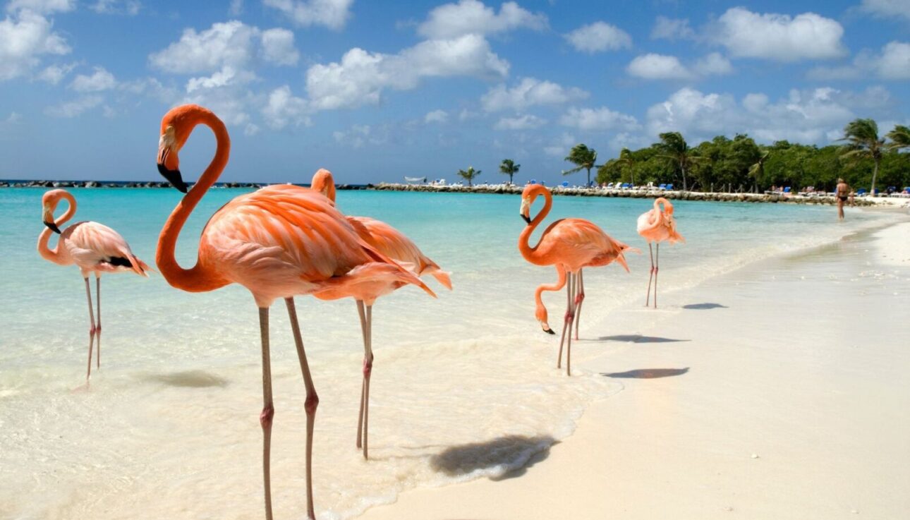 aruba