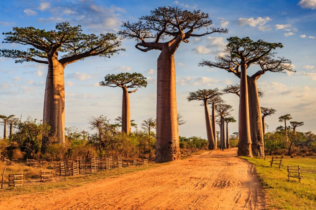 madagascar