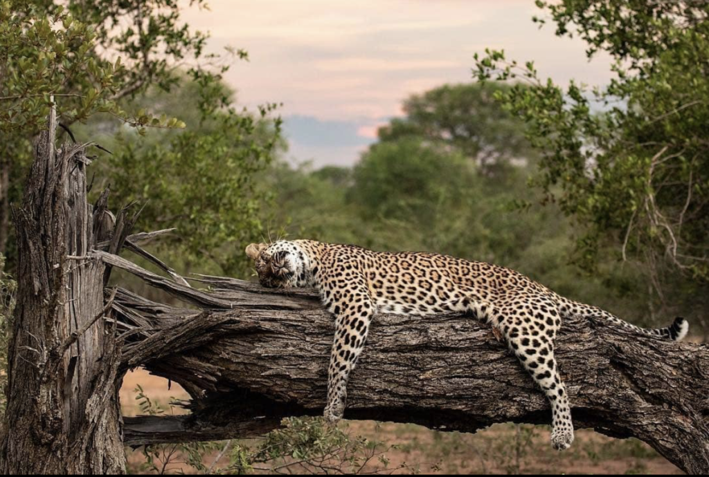 KRUGER